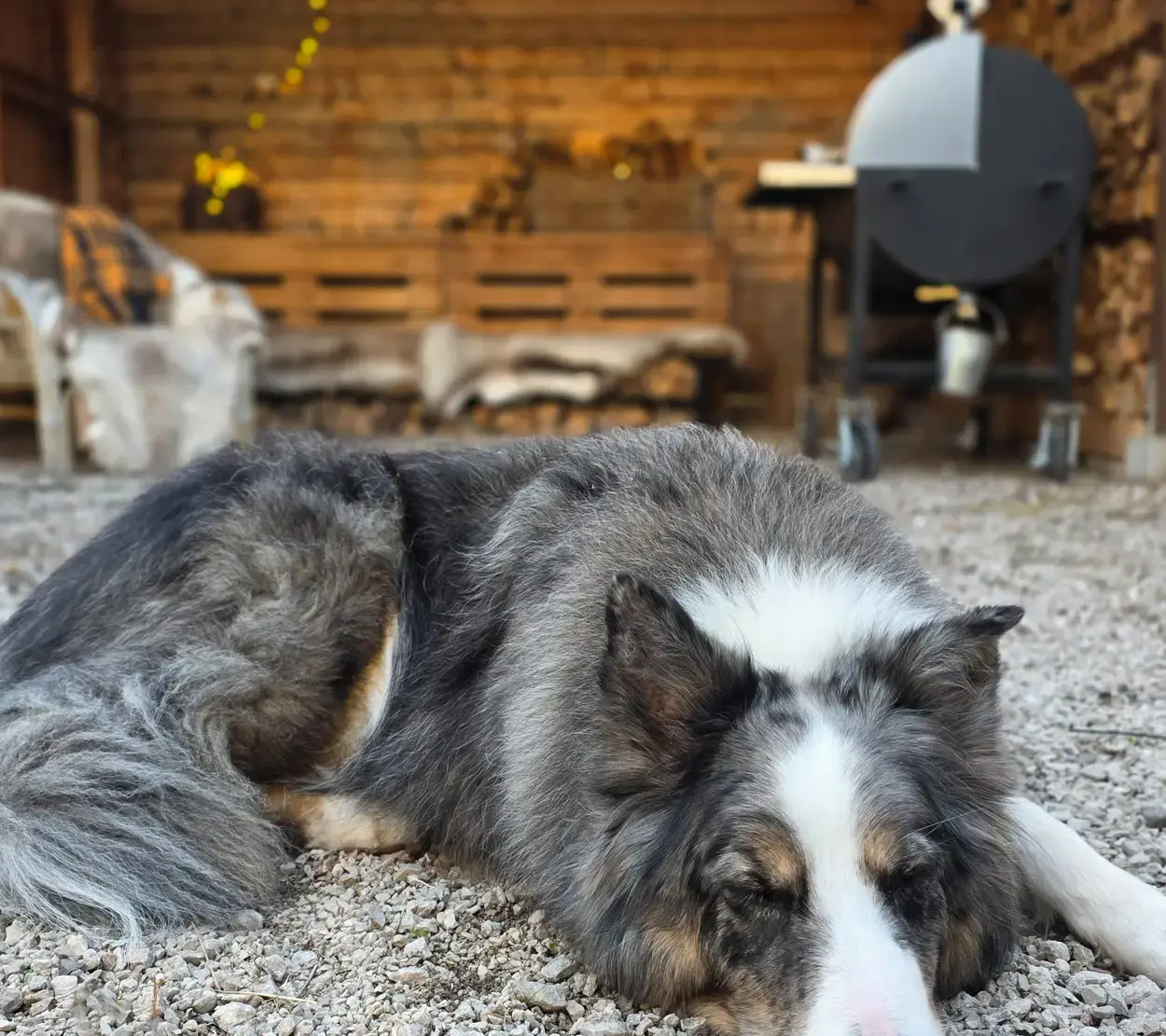 Hunden Watson framför Pitts & Spitts Maverick 1250 i Born BBQ:s Smoke Shack
